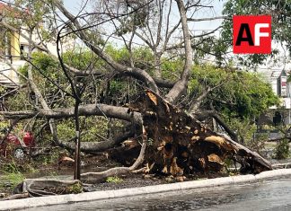 Lluvia y ventarrón derriba árboles y un poste en Colima y Villa de Álvarez; no reportan personas lesionadas