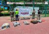 Aseguran 270 kilos de cocaína ocultos en contenedor del puerto de Manzanillo