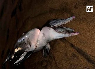 Encuentran delfín sin vida en la bahía de Manzanillo