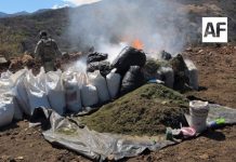 Aseguran más de 1.7 toneladas de marihuana en Jalisco; destacan operativos en ocho estados