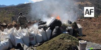 Aseguran más de 1.7 toneladas de marihuana en Jalisco; destacan operativos en ocho estados