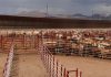 México y Estados Unidos acuerdan suspender intercambio de animales vivos como medida precautoria por gusano barrenador del ganado