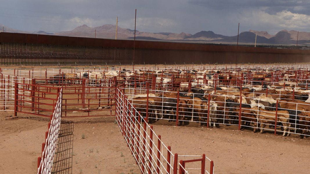 ganado-vacas-03