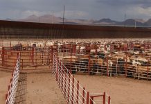 México y Estados Unidos acuerdan suspender intercambio de animales vivos como medida precautoria por gusano barrenador del ganado