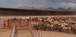 México y Estados Unidos acuerdan suspender intercambio de animales vivos como medida precautoria por gusano barrenador del ganado