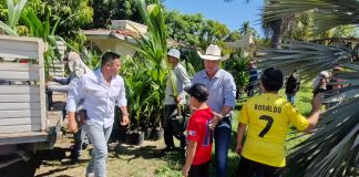 Gobierno de Indira Vizcaíno entrega miles de plantas de coco, mango y tamarindo; es opción de negocio para familias