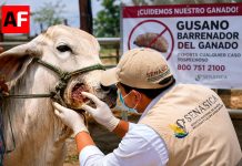 México registra mil 993 casos activos de gusano barrenador; Colima tiene 28 activos y acumula 168 contagios