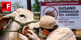 México registra mil 993 casos activos de gusano barrenador; Colima tiene 28 activos y acumula 168 contagios