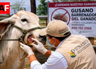 México registra mil 993 casos activos de gusano barrenador; Colima tiene 28 activos y acumula 168 contagios