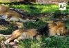 Tras video viral, Zoológico Guadalajara descarta daños a león africano