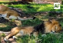 Tras video viral, Zoológico Guadalajara descarta daños a león africano