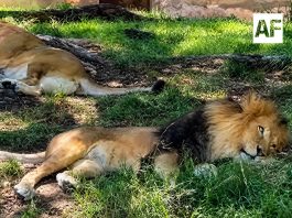 Tras video viral, Zoológico Guadalajara descarta daños a león africano