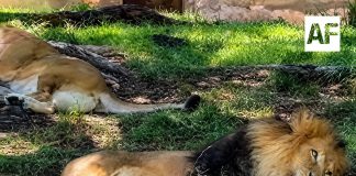 Tras video viral, Zoológico Guadalajara descarta daños a león africano