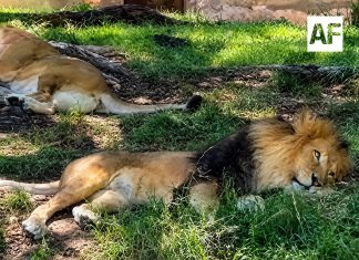 Tras video viral, Zoológico Guadalajara descarta daños a león africano