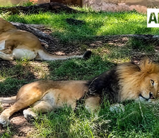 Tras video viral, Zoológico Guadalajara descarta daños a león africano