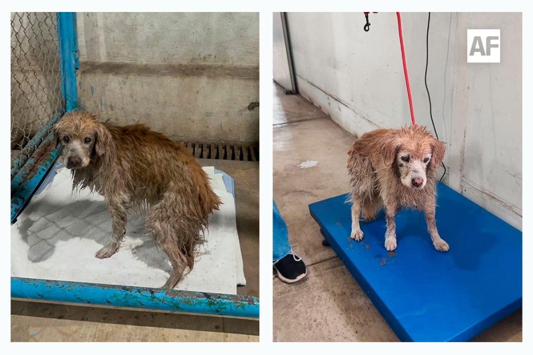 perro-rescatado-rio-colima-pc