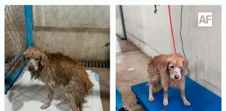 Protección Civil de Colima rescata a perrito arrastrado por la corriente del Río Colima