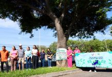 VdeA e IMADES inician mantenimiento de Parotas para sanearlas de plagas