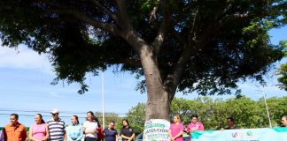 VdeA e IMADES inician mantenimiento de Parotas para sanearlas de plagas