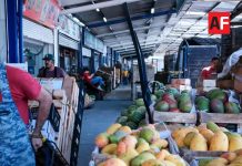 SADER Jalisco impulsa plan para sanidad del mango en Tomatlán, La Huerta y Cihuatlán