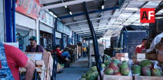 SADER Jalisco impulsa plan para sanidad del mango en Tomatlán, La Huerta y Cihuatlán