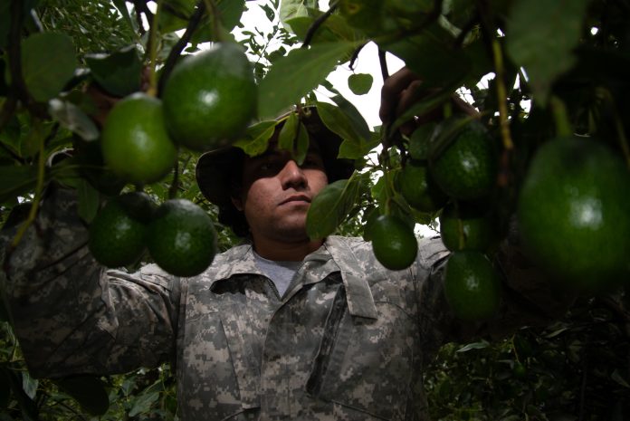aguacate franja michoacan 01