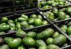 Protegen con Indicación Geográfica al aguacate de la Franja Michoacán