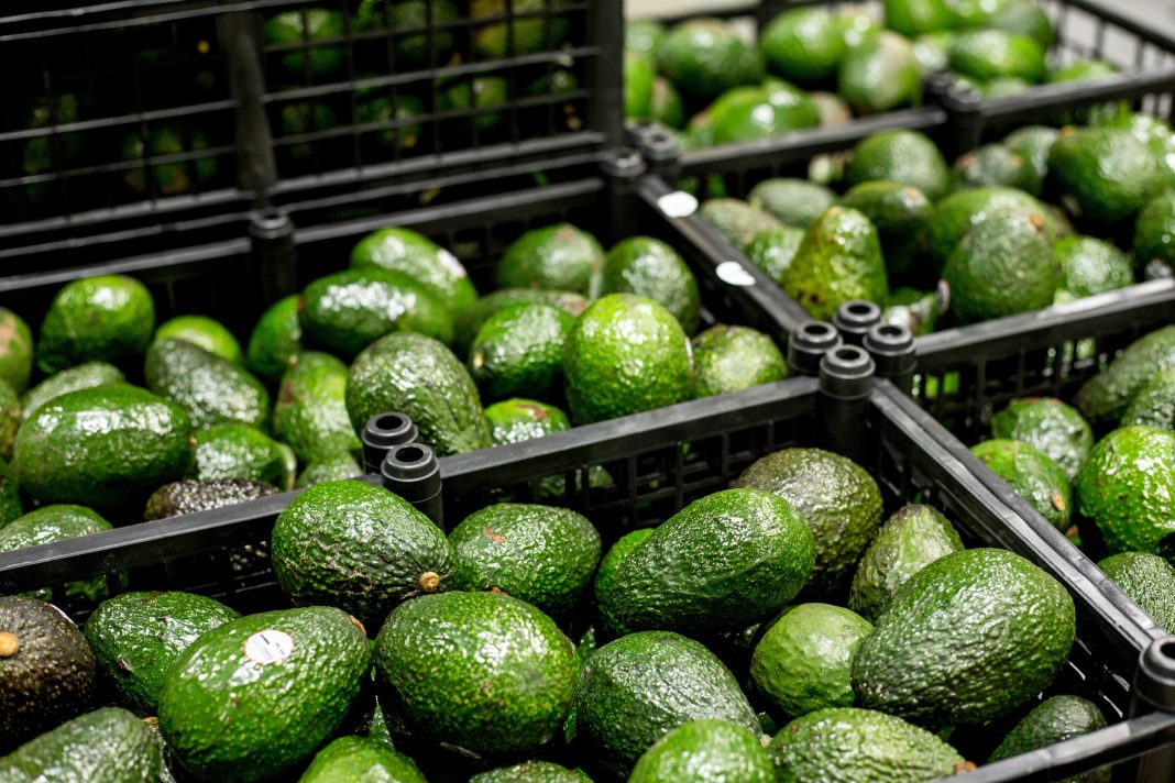 aguacate franja michoacan 02