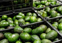 Protegen con Indicación Geográfica al aguacate de la Franja Michoacán