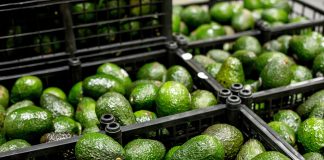 Protegen con Indicación Geográfica al aguacate de la Franja Michoacán