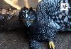 Conanp documenta por primera vez la presencia del Águila Tirana en la Reserva de la Biosfera Sierra Gorda