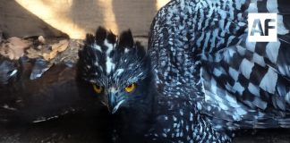 Conanp documenta por primera vez la presencia del Águila Tirana en la Reserva de la Biosfera Sierra Gorda