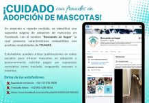 Policía Cibernética alerta por fraude en falsas adopciones de mascotas en redes sociales