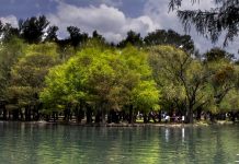 Árboles, los guardianes silenciosos que producen oxígeno, protegen el agua y alimentan a millones
