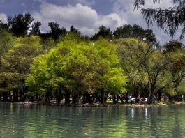 Árboles, los guardianes silenciosos que producen oxígeno, protegen el agua y alimentan a millones