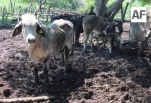 Agradecen a la gobernadora Indira Vizcaíno por destinar recursos para combatir al gusano barrenador del ganado