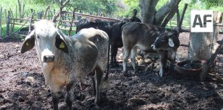 Agradecen a la gobernadora Indira Vizcaíno por destinar recursos para combatir al gusano barrenador del ganado