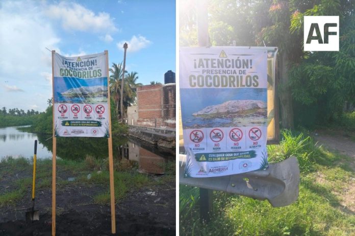 cocodrilo1