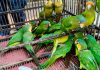 Aseguran 83 aves durante cateo en Pátzcuaro; investigan presunto tráfico de vida silvestre