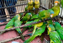 Aseguran 83 aves durante cateo en Pátzcuaro; investigan presunto tráfico de vida silvestre