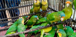 Aseguran 83 aves durante cateo en Pátzcuaro; investigan presunto tráfico de vida silvestre
