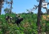 Más de 42 mil plantas de marihuana fueron incineradas en Tequila, Jalisco