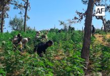 Más de 42 mil plantas de marihuana fueron incineradas en Tequila, Jalisco