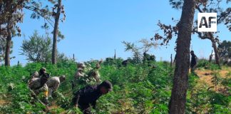 Más de 42 mil plantas de marihuana fueron incineradas en Tequila, Jalisco
