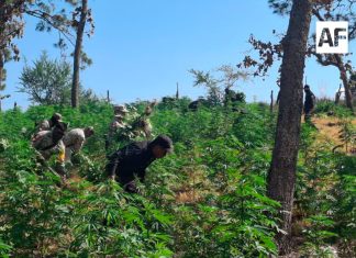 Más de 42 mil plantas de marihuana fueron incineradas en Tequila, Jalisco