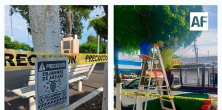 PC Tecomán atiende reporte de enjambre de abejas