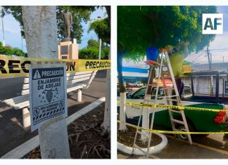 PC Tecomán atiende reporte de enjambre de abejas
