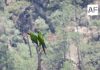 Conanp registra avistamiento de guacamaya verde en el Parque Nacional Cascada de Bassaseachic
