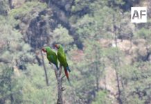 Conanp registra avistamiento de guacamaya verde en el Parque Nacional Cascada de Bassaseachic