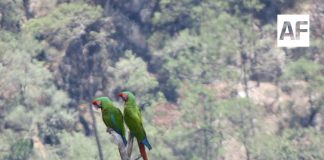 Conanp registra avistamiento de guacamaya verde en el Parque Nacional Cascada de Bassaseachic